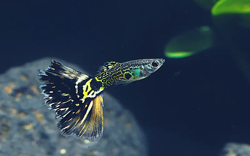 Saltwater Guppies 5 Easy Steps to Thriving in Your Tank!