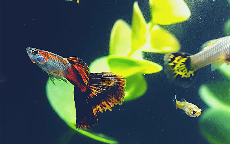 Swim Bladder Disease Guppy: Causes, Symptoms & Quick Fix