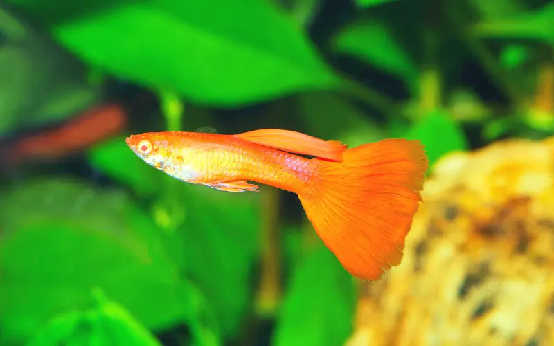 What Do Guppies Like in Their Tank: 7 Things Guppies LOVE