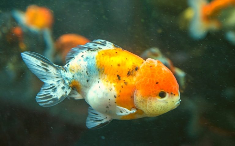 Are Ranchu Goldfish Hard to Take Care of: (A Complete Guide)