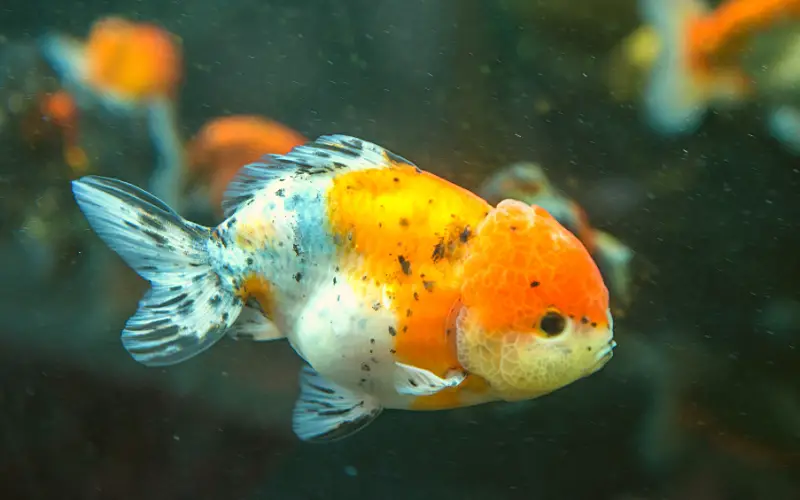 What Do Ranchu Goldfish Eat
