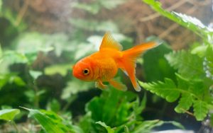 What Size Tank for a Goldfish