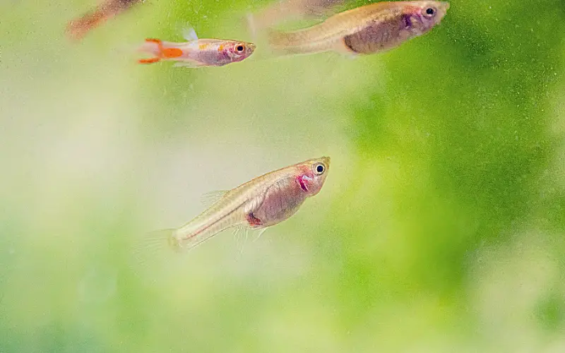 When Can Guppy Fry Go with Adults
