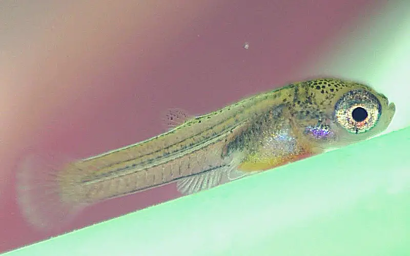 When Do Baby Guppies Get Their Color