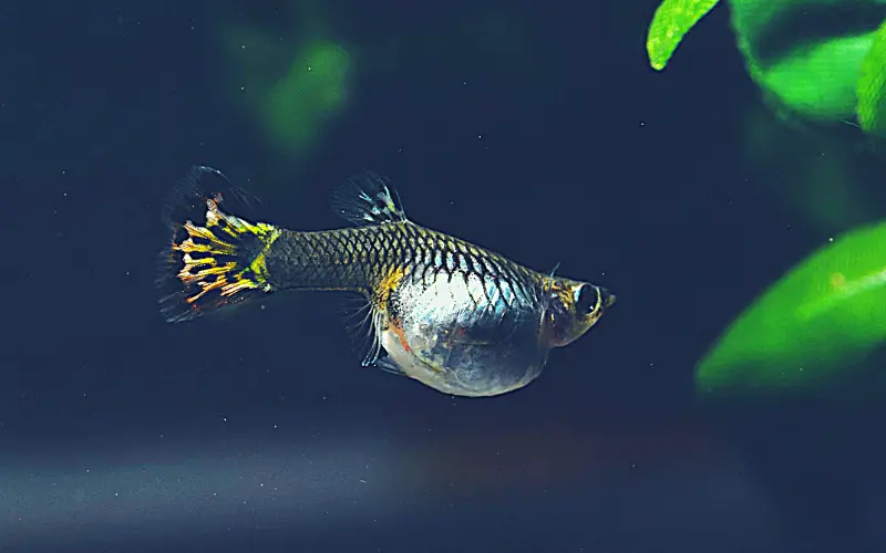 When to Separate Pregnant Guppy