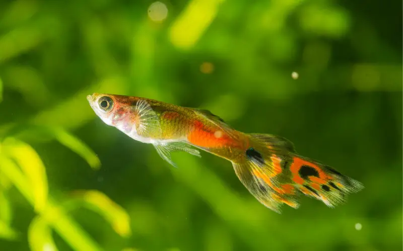 Why Do Guppies Eat Their Babies: (5 Reasons & Solutions)