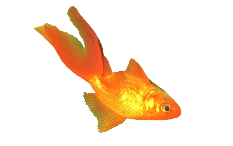 Why Is My Fantail Goldfish Swimming Upside Down
