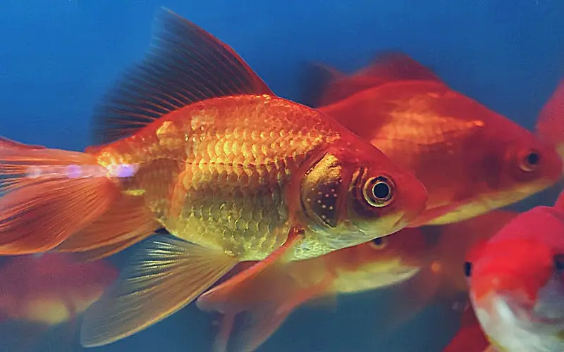 Why Is My Goldfish Attacking My Other Goldfish (Solved)