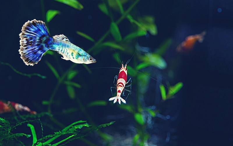 Will Guppies Eat Shrimp