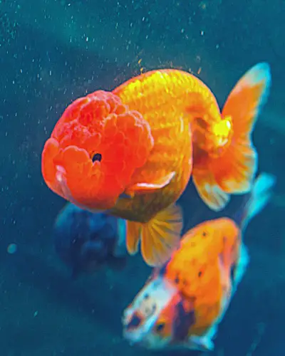 goldfish Ranchu