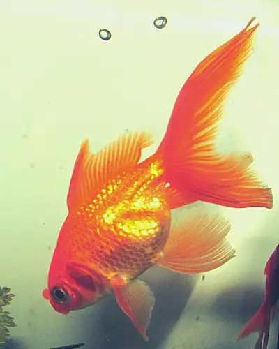 what do fancy goldfish eat