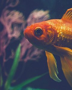 Why Is My Goldfish Attacking My Other Goldfish: (Solved)