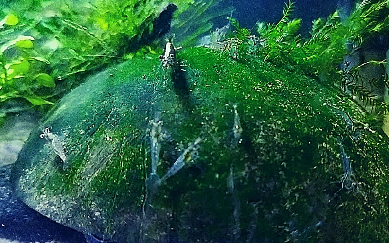 Are Ghost Shrimp Good Algae Eaters