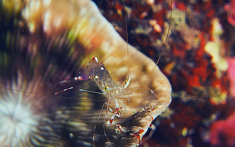 Are Ghost Shrimp Neocaridina