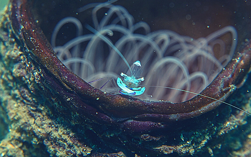 Are Ghost Shrimp Nocturnal