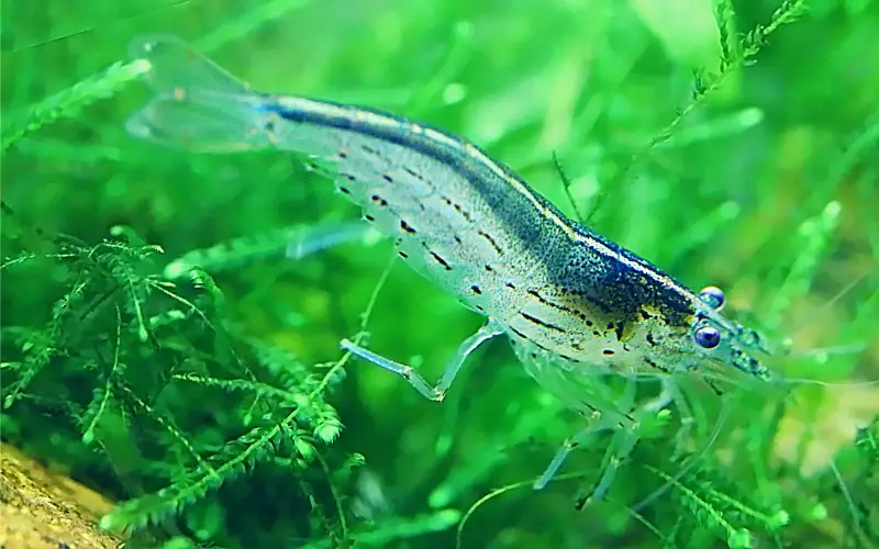 Are Shrimp Bottom Feeders Fish 5 Alarming Facts Revealed!