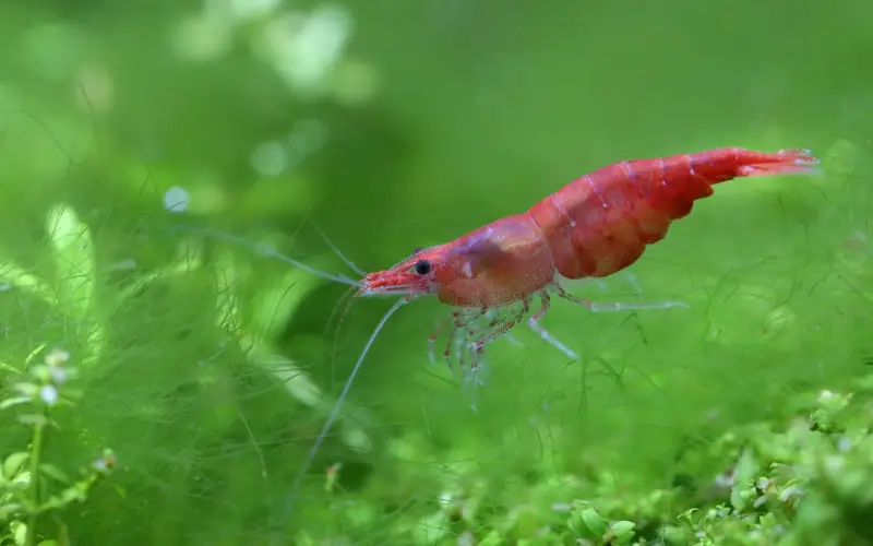 Baby Cherry Shrimp
