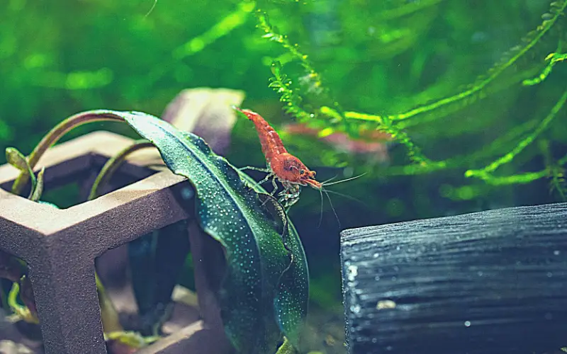 Can Ghost Shrimp Breed with Cherry Shrimp