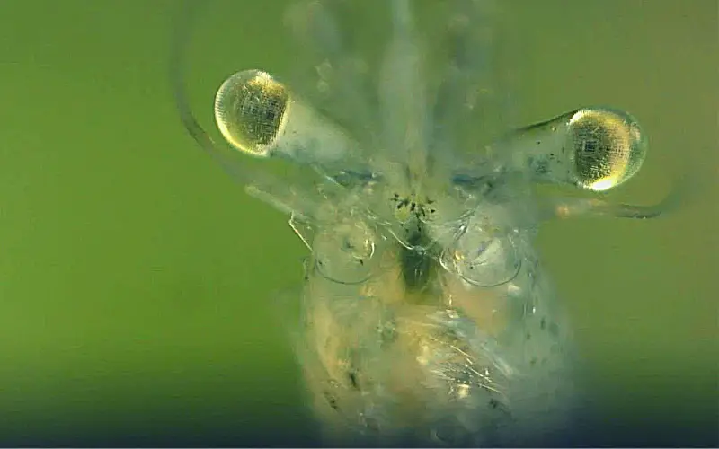 Can Ghost Shrimp Get Ich 7 Signs Your Shrimp Are Sick!