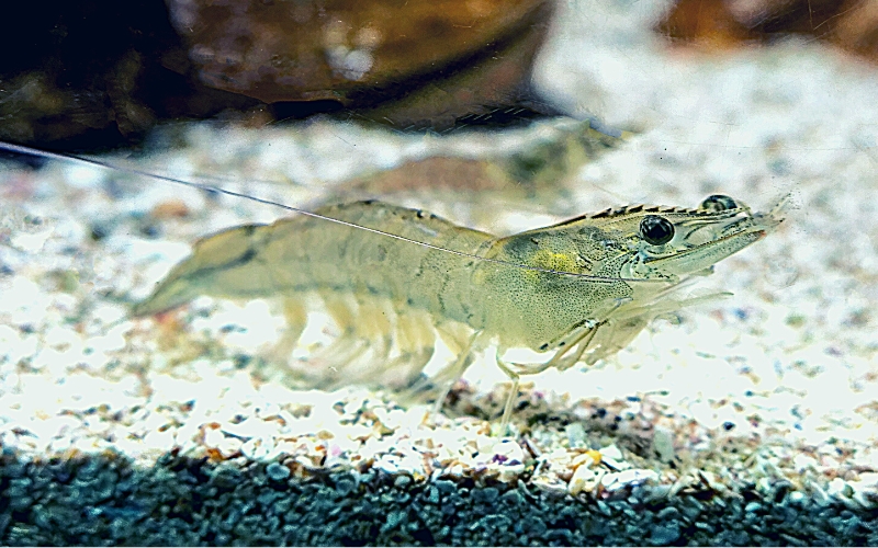 Can Ghost Shrimp Live Without a Filter