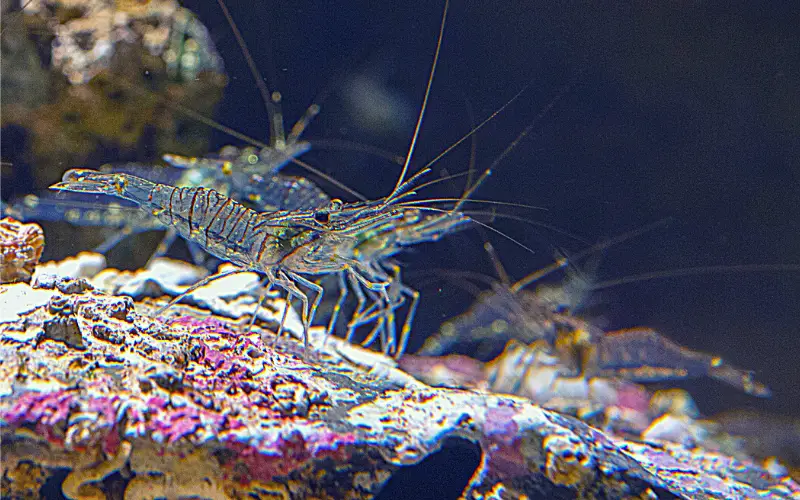 can ghost shrimp live in saltwater