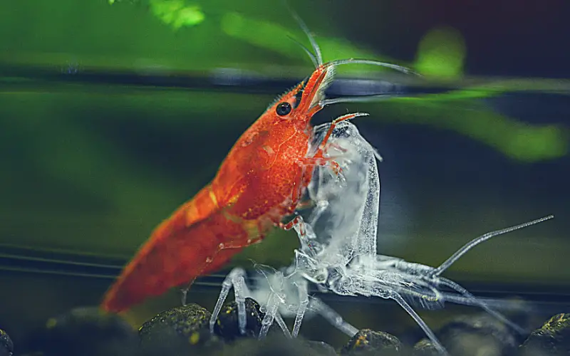 Can Ghost Shrimp Live with Cherry Shrimp