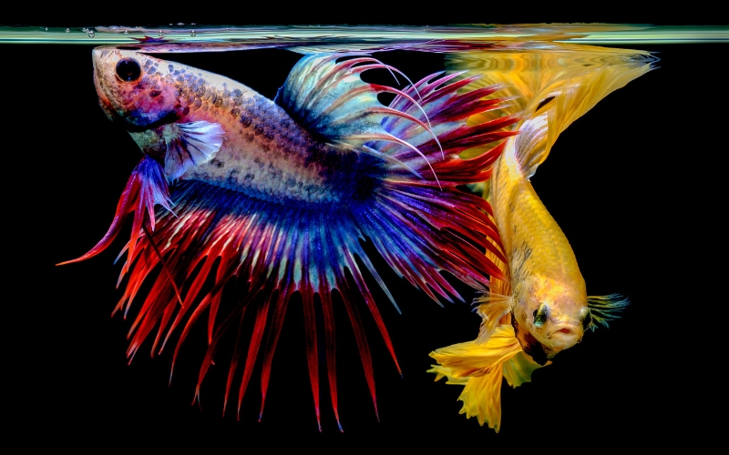 Can You Put 2 Female Betta Fish Together
