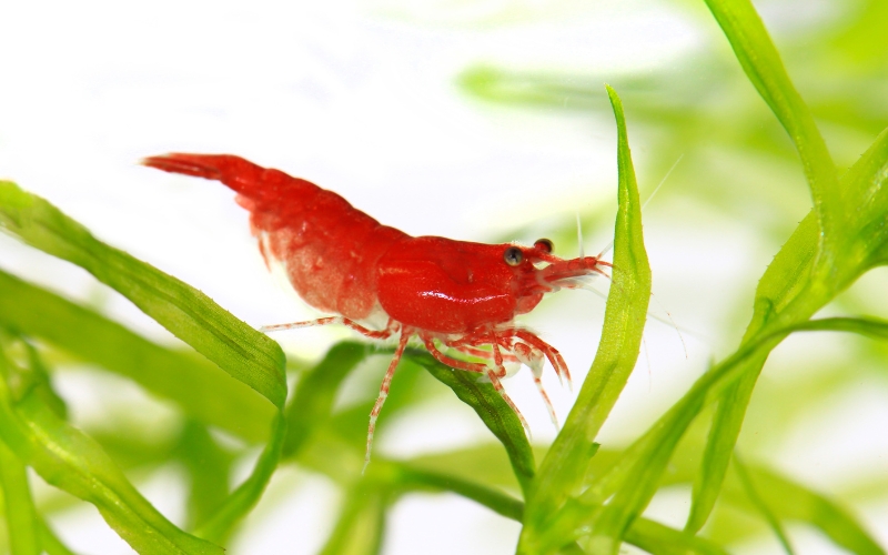 Cherry shrimp temperature