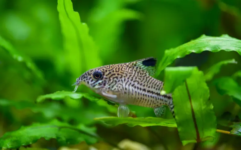 Cory Catfish Tank Mates