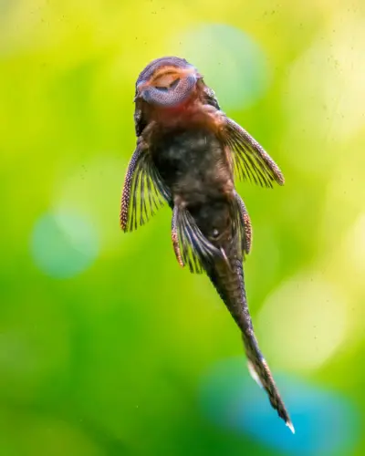 Corydoras glass surfing