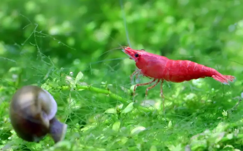 Do Cherry Shrimp Need a Filter