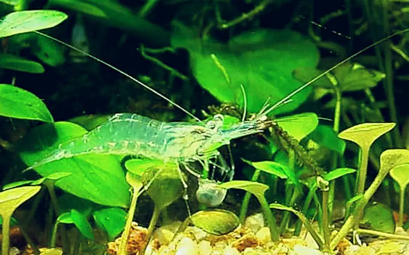 Do Ghost Shrimp Eat Snails