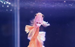 Does a Bubble Nest Mean My Betta Is Happy