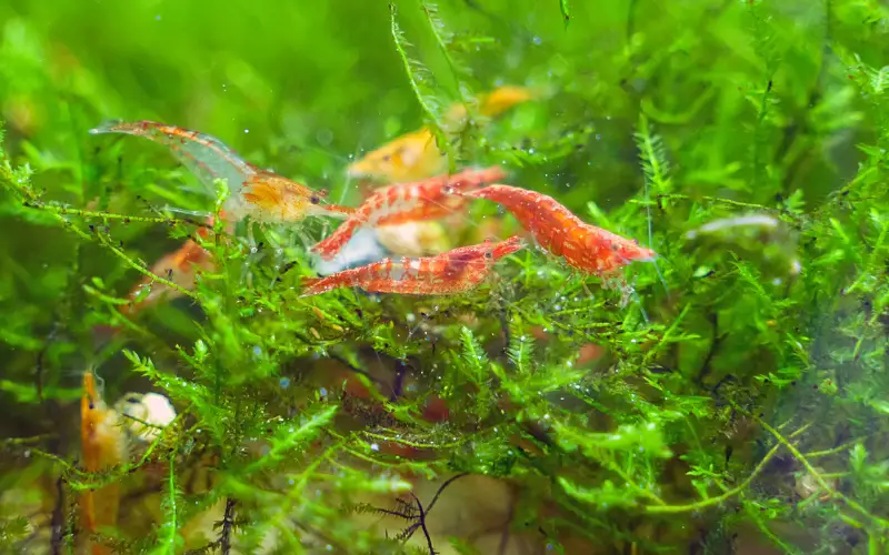 Freshwater Shrimp Breeding