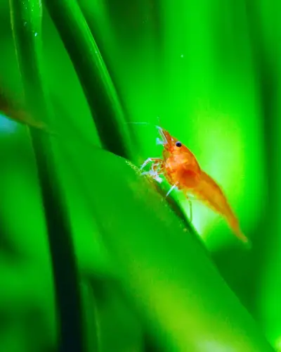 How Long Does Cherry Shrimp Live