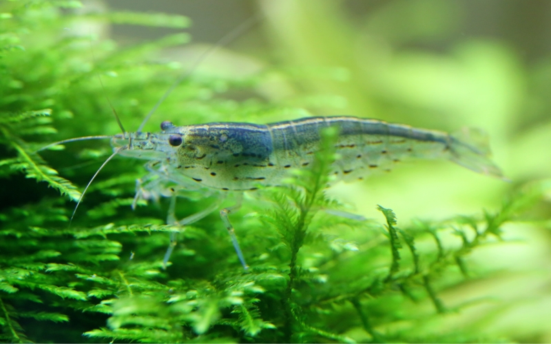 How Many Babies Do Ghost Shrimp Have