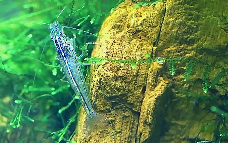 how many ghost shrimp in a 5 gallon tank 2