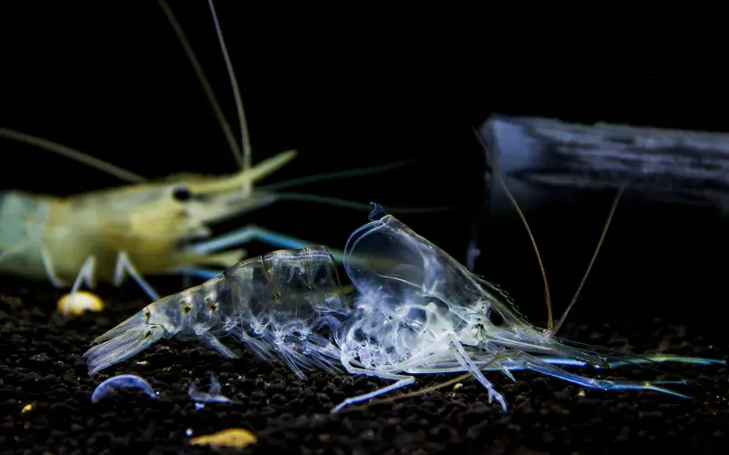 How Often Do Ghost Shrimp Molt
