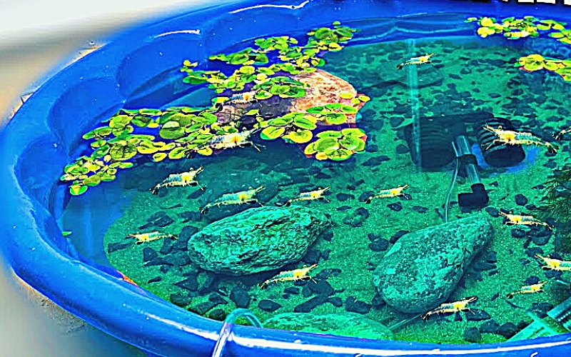 How Often to Feed Ghost Shrimp