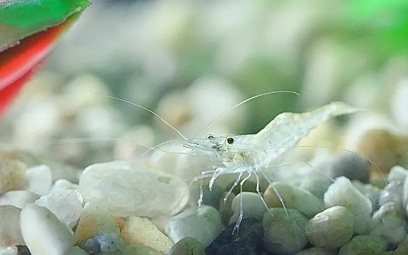 How to Breed Ghost Shrimp
