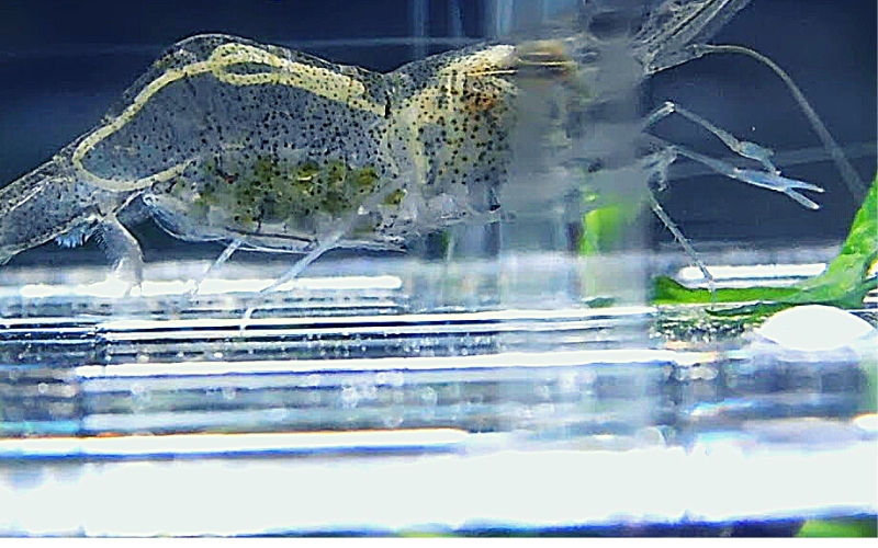 How to Care for Pregnant Ghost Shrimp