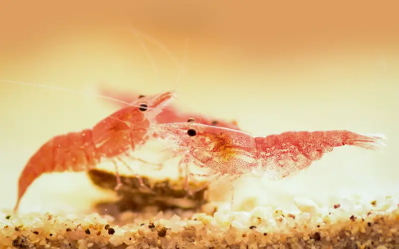 Male vs Female Cherry Shrimp