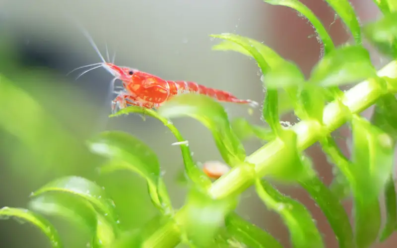 Neocaridina Shrimp Care