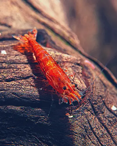 Neocaridina shrimp temperature