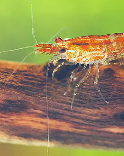 Neocaridina shrimp