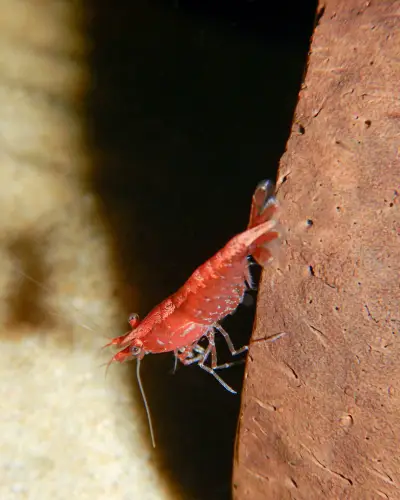Red Cherry Shrimp Breeding