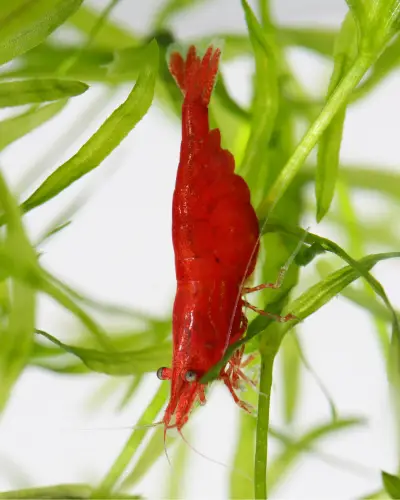 Red Cherry Shrimp with Eggs