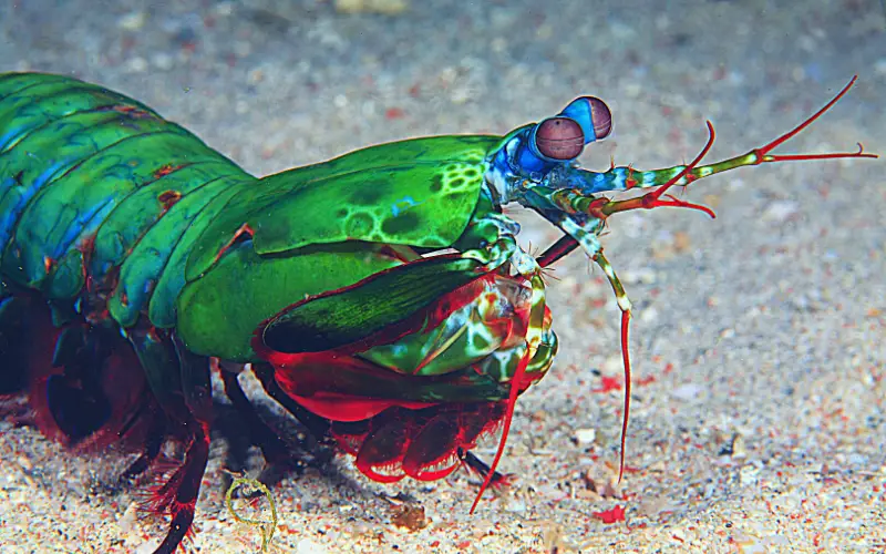 Keeping Shrimp as Pets 5 Proven Hacks for Stunning Aquarium