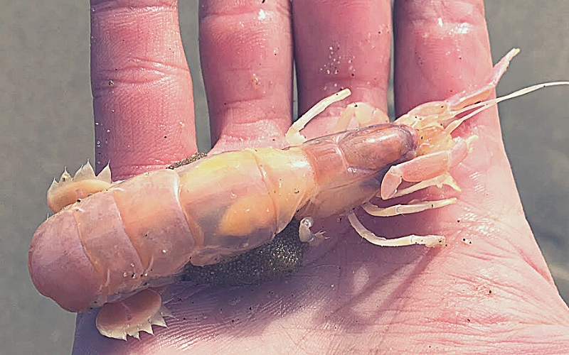 Texas Ghost Shrimp