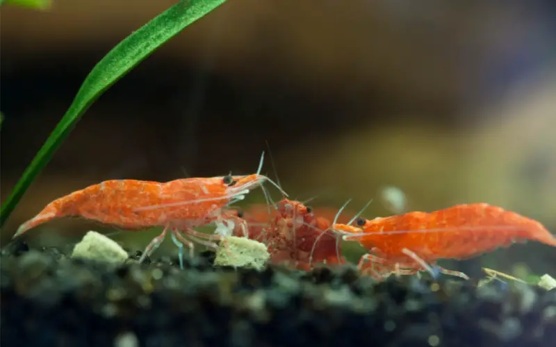 What Do Cherry Shrimp Eat